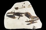 Fossil Enchodus (Fanged Fish) Jaws - Morocco #107351-1